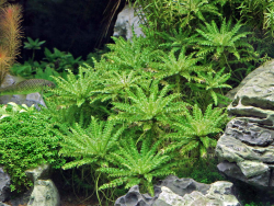 Wasserreinigende Aquarienpflanzen Set